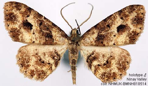 Papua Insects Foundation (Lepidoptera/Geometridae(Ennominae ...